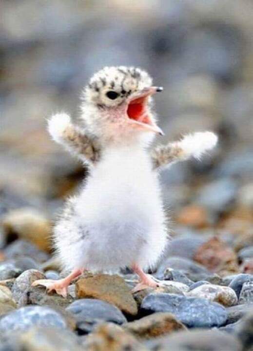 치킨살인마➳밥동ᴮᴹ