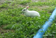 ☆불량토깽이☆